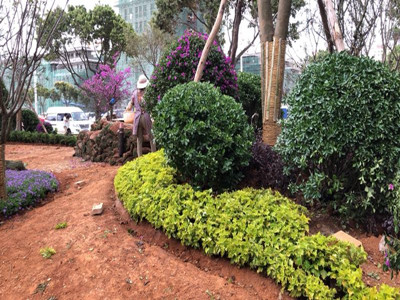 園林施工現(xiàn)場5